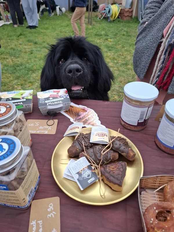 galerie happy dog 100