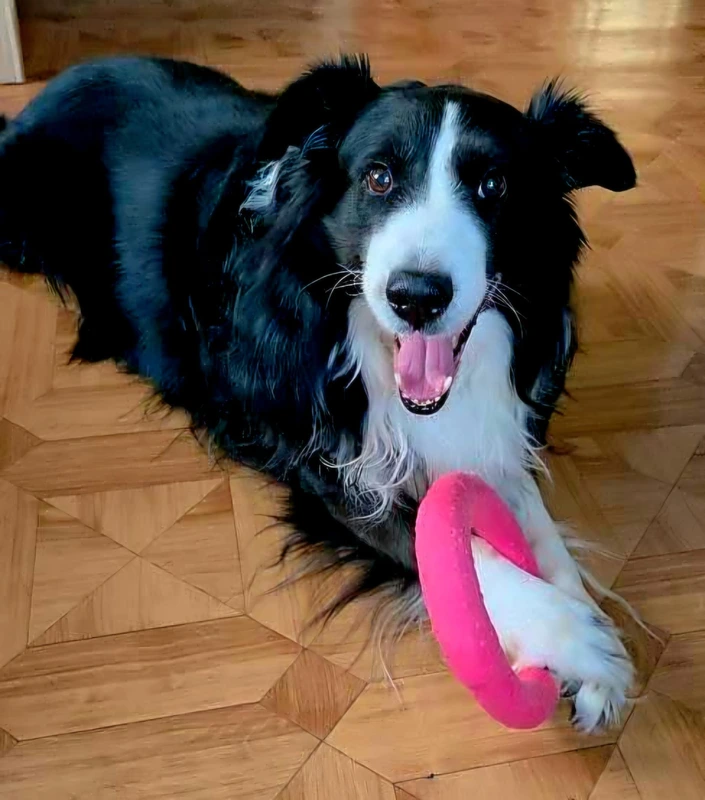 galerie happy dog 83