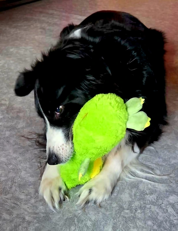 galerie happy dog 84