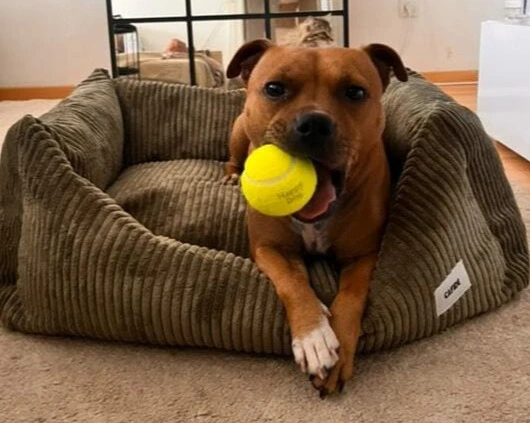 {produit} - chez Happy Dog Belfort