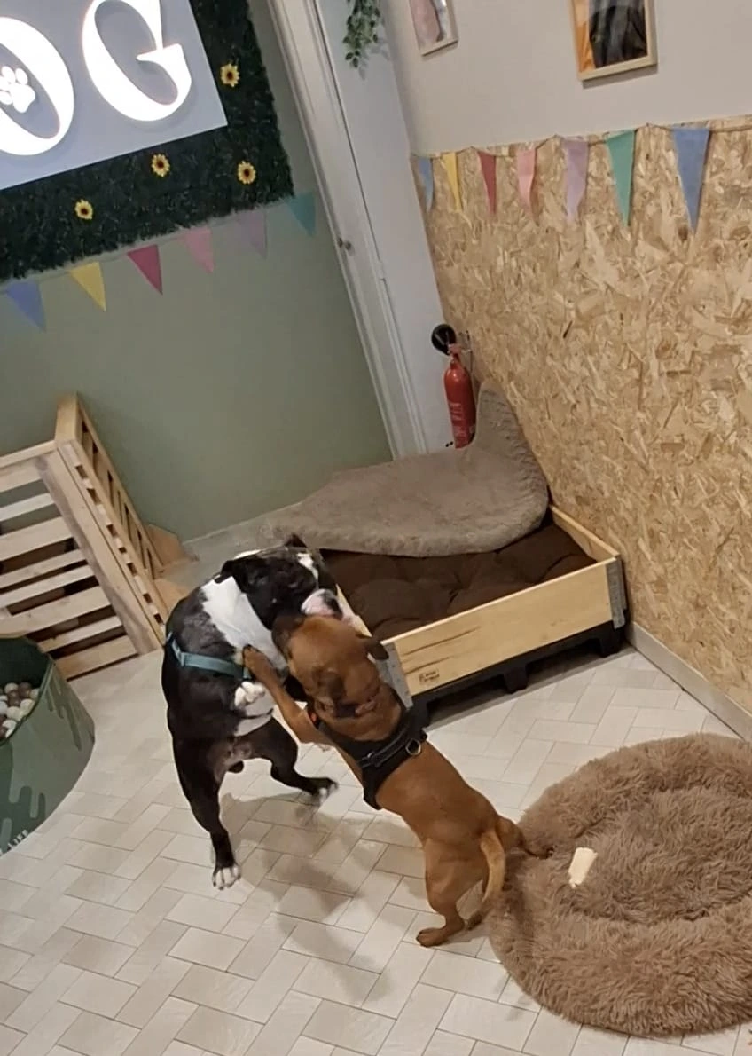 La garderie des chiens heureux à Belfort