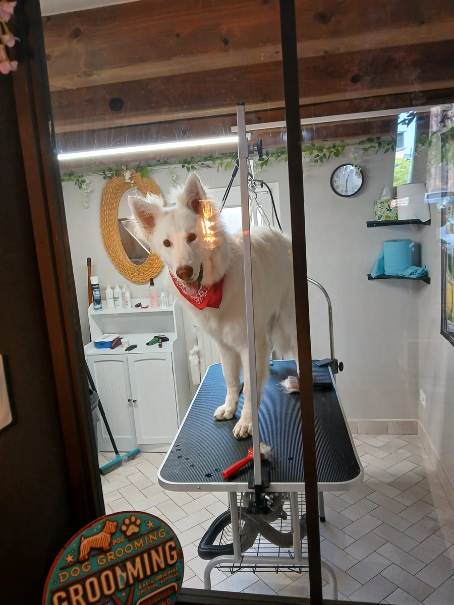 Un chien tout beau tout propre